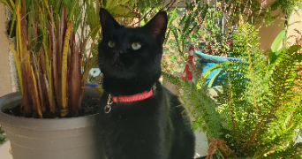 karine pet sitter à APT 84400_5