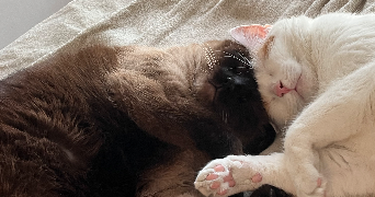 lucie pet sitter à BORDEAUX 33800_3