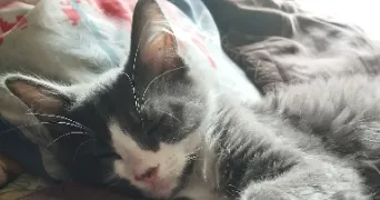 lucy pet sitter à BOUEX 16410
