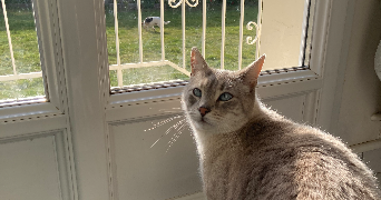clémentine pet sitter à LESNEVEN 29260_2