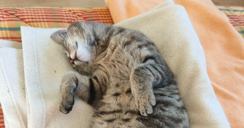 carolann pet sitter à Voreppe 38340_1