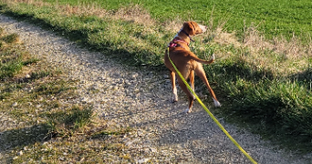 lucas pet sitter à CLARAFOND ARCINE 74270_1