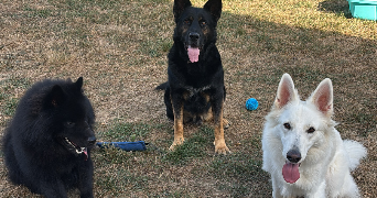 tracy pet sitter à ST AUGUSTIN DES BOIS 49170_4