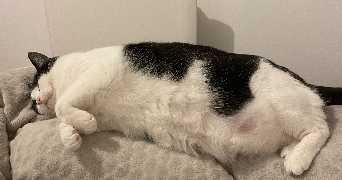 marie pet sitter à CLOUE 86600_2