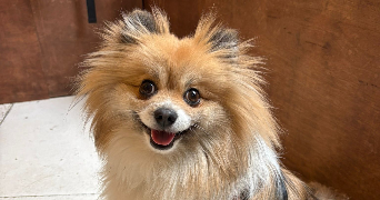 charlotte pet sitter à PARIS 07 75007_1
