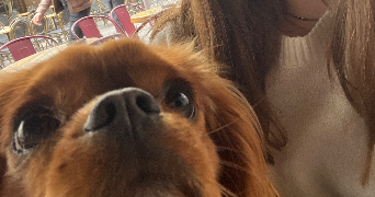 sarah pet sitter à FONDETTES 37230_1