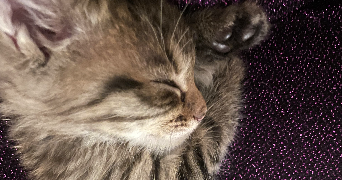 anaëlle pet sitter à CHARLEVILLE MEZIERES 08000_1