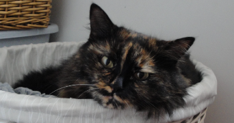 marie eve pet sitter à THIONVILLE 57100_1