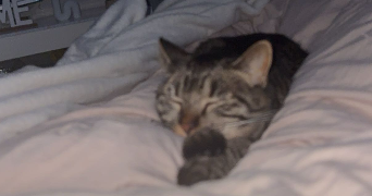 emma pet sitter à FLEURY LES AUBRAIS 45400_2