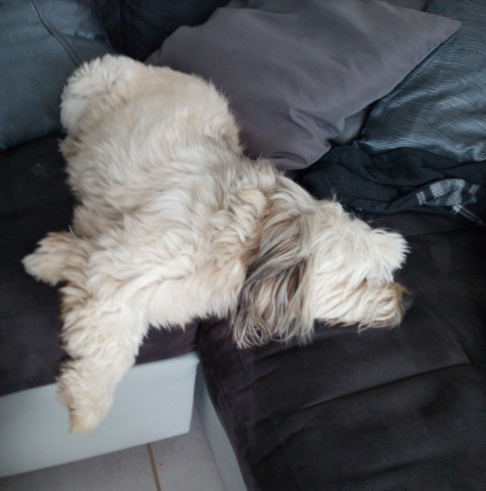 emma  pet sitter à Bordeaux 33440_6