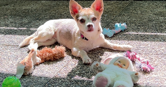 axelle pet sitter à AXAT 11140_8