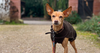 axelle pet sitter à NANCY 54000_6