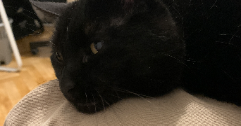 lolly pet sitter à TOURS 37000_3