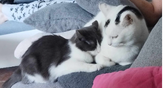 elodie pet sitter à CARNOULES 83660_4