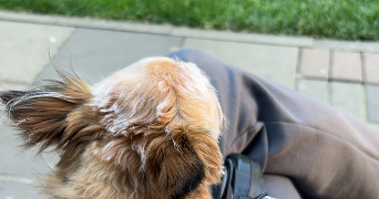 maelia pet sitter à MENTON 06500_1