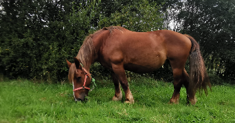 sandra pet sitter à ST CARREUC 22150_3