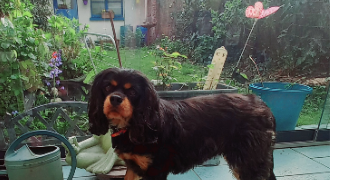 nathalie pet sitter à LILLE 59160_1
