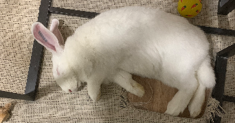 luna pet sitter à ST MAUR DES FOSSES 94100_0