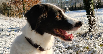 sarah pet sitter à LOYAT 56800_2