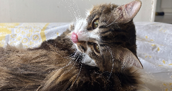 emilie pet sitter à GIF SUR YVETTE 91190_2