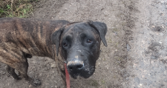 flavie pet sitter à CHAMPENOUX 54280_21