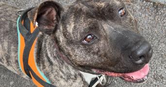 yléa pet sitter à VATIMONT 57580_2