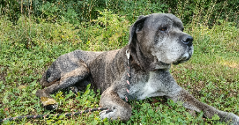 lénaïs pet sitter à ROANNE 42300_3