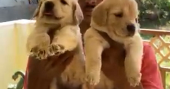 kolli pet sitter à BEZONS 95870_1