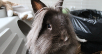 clarisse pet sitter à AMIENS 80000_0