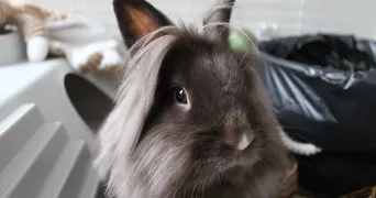 clarisse pet sitter à AMIENS 80000