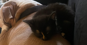 maëlle pet sitter à NOISY LE GRAND 93160_11