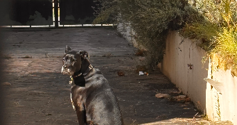 chloe pet sitter à BEAUCHAMP 95250_1