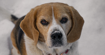 lola pet sitter à ERMONT 95120_0