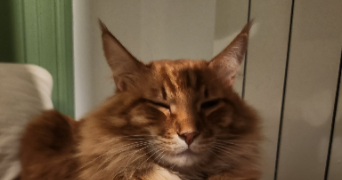valentin cat sitter à CHAMBERY 73000_1
