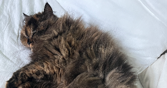 céleste pet sitter à LILLE 59000_3
