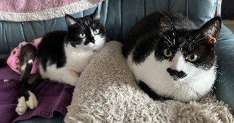 claire pet sitter à Vivy 49680_1