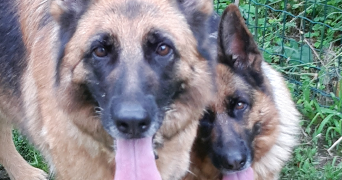 lola pet sitter à ST PRIEST 69800_5