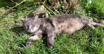 marine pet sitter à CHELLES 77500_8
