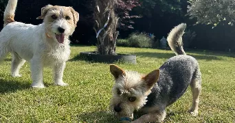 vincent dog sitter à HENIN BEAUMONT 62110