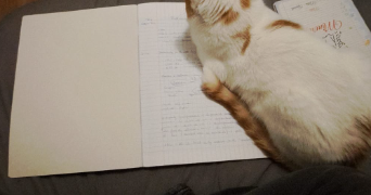 camille pet sitter à lyon 69008_15