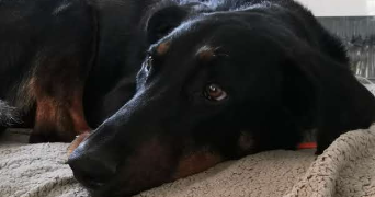 allison cat sitter à DRAGUIGNAN 83300_7