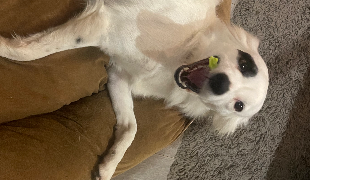 vivian pet sitter à HENDAYE 64700_1