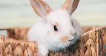 celine pet sitter à GRENOBLE 38000