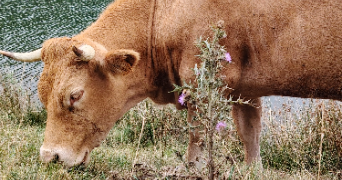 clelia pet sitter à ST DENIS 93210_0