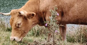 clelia pet sitter à ST DENIS 93210