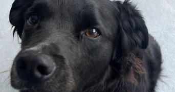 mériadec dog sitter à PARIS 06 75006_0