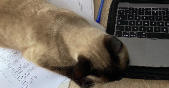 romane pet sitter à MONTPELLIER 34000_5