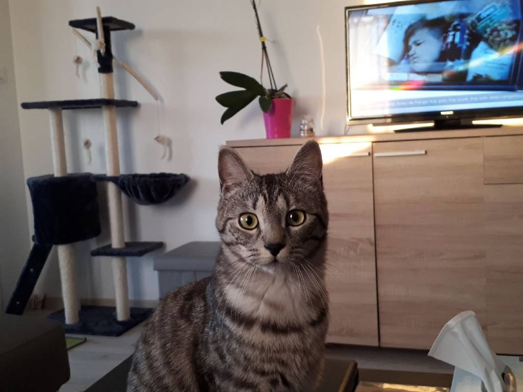 Laura pet sitter à COUERON 44220_1