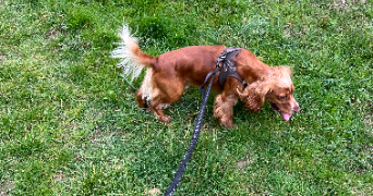 méïssane pet sitter à PARIS 15 75015_1