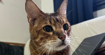 marine pet sitter à MAISONS ALFORT 94700_3